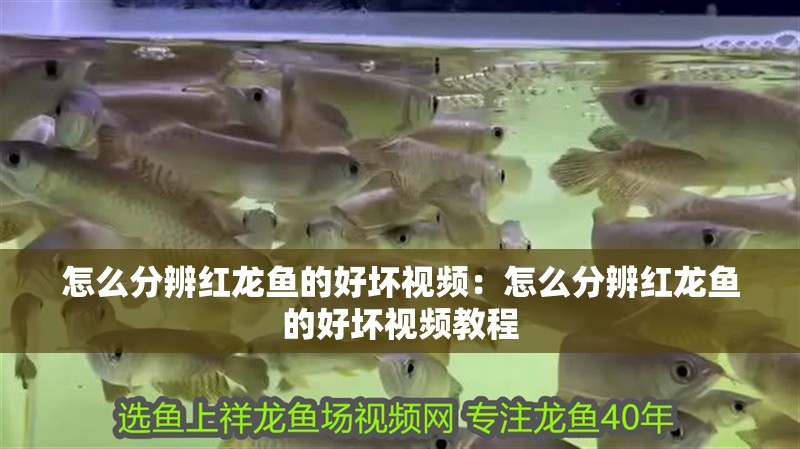 怎么分辨紅龍魚的好壞視頻：怎么分辨紅龍魚的好壞視頻教程