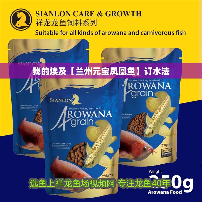 我的埃及【蘭州元寶鳳凰魚(yú)】訂水法