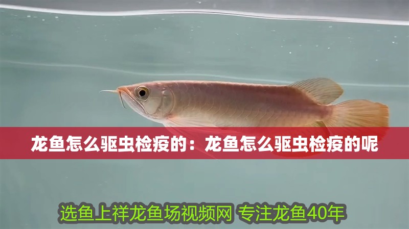 龍魚(yú)怎么驅(qū)蟲(chóng)檢疫的：龍魚(yú)怎么驅(qū)蟲(chóng)檢疫的呢