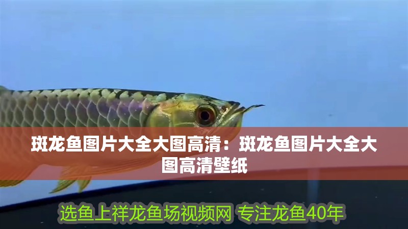 斑龍魚圖片大全大圖高清：斑龍魚圖片大全大圖高清壁紙 斑龍魚圖片大全大圖高清：斑龍魚圖片大全大圖高清壁紙 水族問答