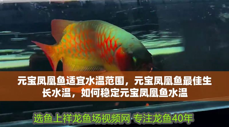 詳細(xì)閱讀:元寶鳳凰魚適宜水溫范圍,元寶鳳凰魚最佳生長(zhǎng)水溫,如何穩(wěn)定元寶鳳凰魚水溫 元寶鳳凰魚適宜水溫范圍,元寶鳳凰魚最佳生長(zhǎng)水溫,如何穩(wěn)定元寶鳳凰魚水溫