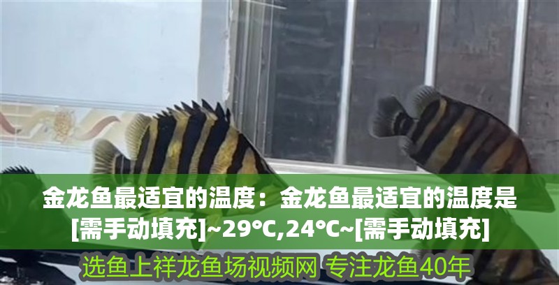 金龍魚最適宜的溫度：金龍魚最適宜的溫度是[需手動填充]~29℃,24℃~[需手動填充]