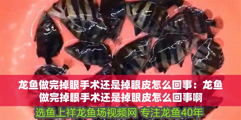 龍魚做完掉眼手術還是掉眼皮怎么回事：龍魚做完掉眼手術還是掉眼皮怎么回事啊