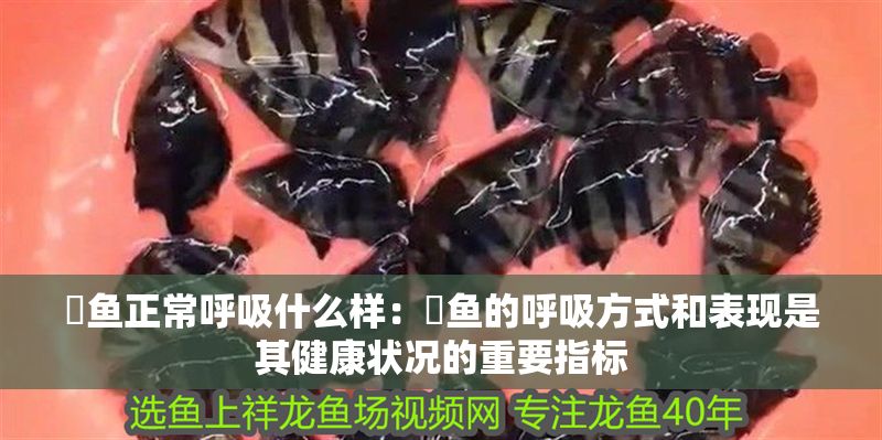 魟魚正常呼吸什么樣：魟魚的呼吸方式和表現是其健康狀況的重要指標