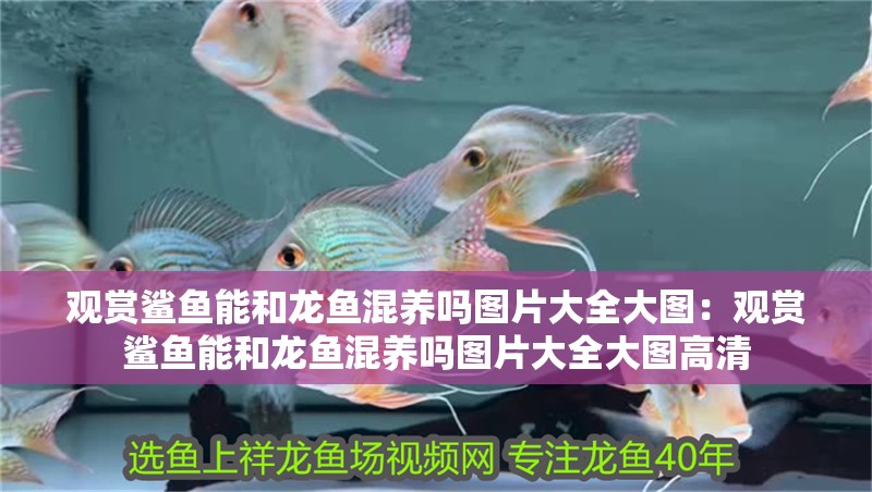 觀賞鯊魚能和龍魚混養嗎圖片大全大圖：觀賞鯊魚能和龍魚混養嗎圖片大全大圖高清 觀賞鯊魚能和龍魚混養嗎圖片大全大圖：觀賞鯊魚能和龍魚混養嗎圖片大全大圖高清 水族問答