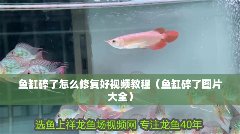 魚缸碎了怎么修復好視頻教程（魚缸碎了圖片大全）