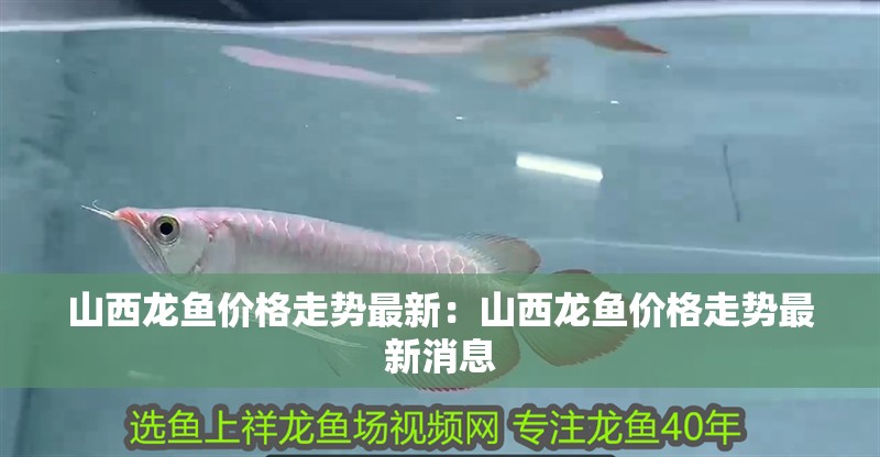 <strong><mark>山西</mark></strong>龍魚價格走勢最新：<strong><mark>山西</mark></strong>龍魚價格走勢最新消息