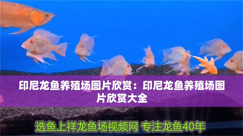 印尼龍魚養殖場圖片欣賞：印尼龍魚養殖場圖片欣賞大全 印尼龍魚養殖場圖片欣賞：印尼龍魚養殖場圖片欣賞大全 水族問答