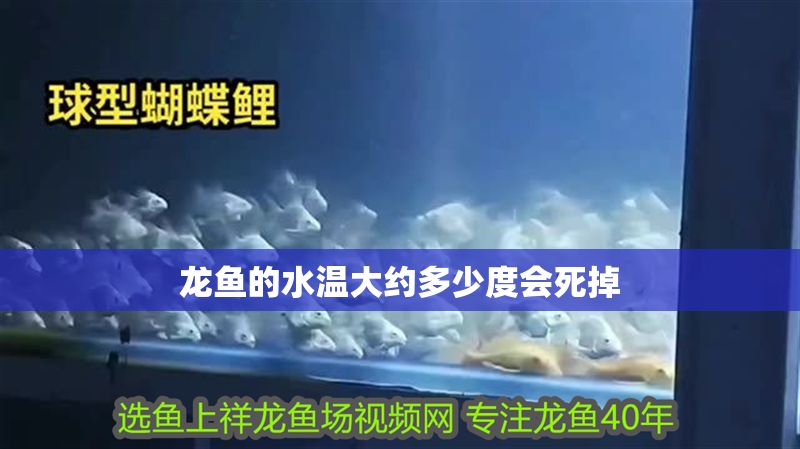 龍魚的水溫大約多少度會死掉