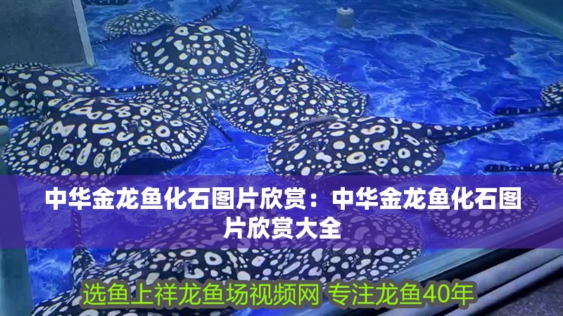 中華金龍魚化石圖片欣賞：中華金龍魚化石圖片欣賞大全 中華金龍魚化石圖片欣賞：中華金龍魚化石圖片欣賞大全 水族問答