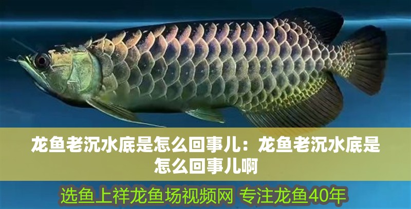 龍魚老沉水底是怎么回事兒：龍魚老沉水底是怎么回事兒啊