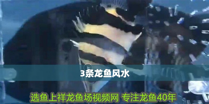 3條龍魚風水