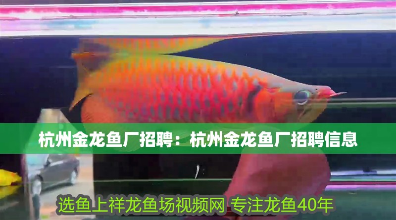 龍魚魚苗圖片大全高清(龍魚魚苗多少錢批發) 龍魚魚苗圖片大全高清(龍魚魚苗多少錢批發) 魟魚百科