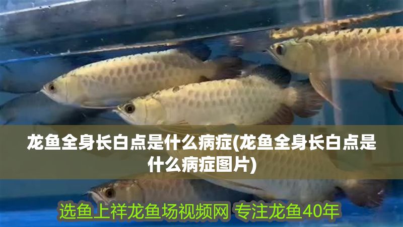 龍魚全身長白點是什么病癥(龍魚全身長白點是什么病癥圖片)
