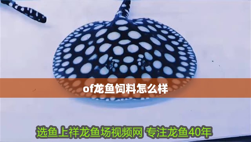 of龍魚飼料怎么樣