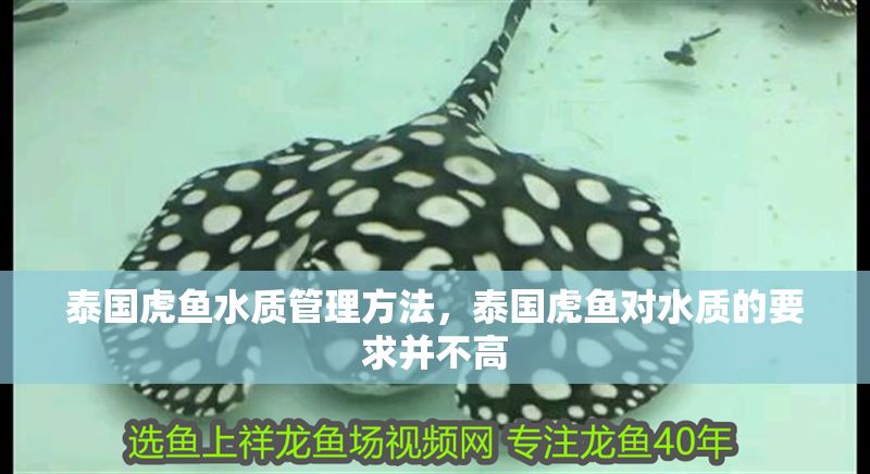 泰國虎魚水質管理方法，泰國虎魚對水質的要求并不高