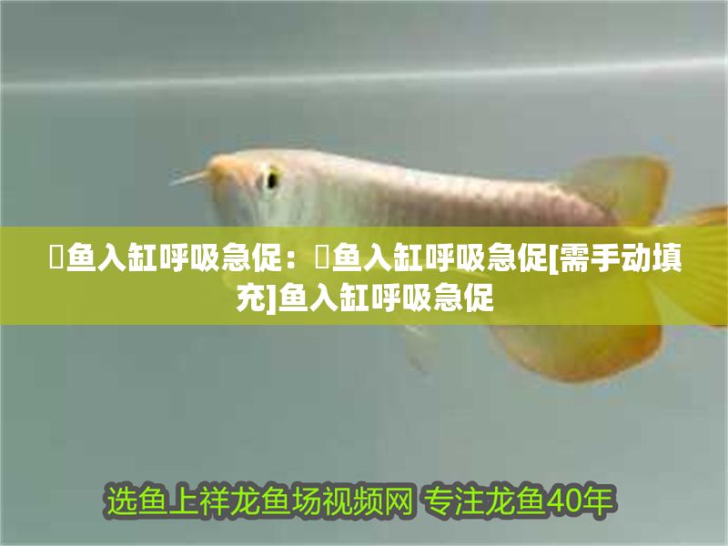 魟魚入缸呼吸急促：魟魚入缸呼吸急促[需手動填充]魚入缸呼吸急促