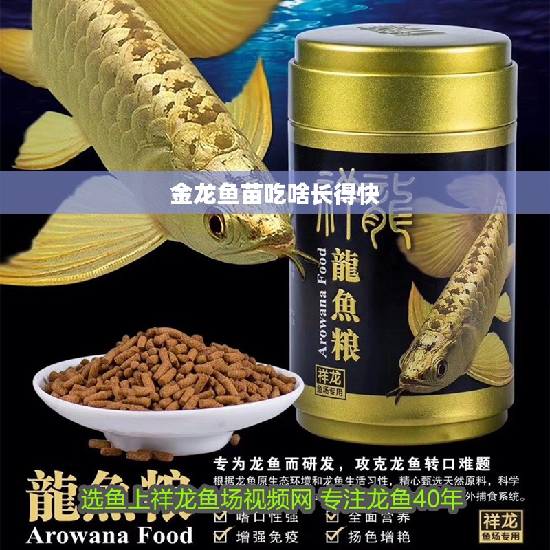 金龍魚苗吃啥長得快