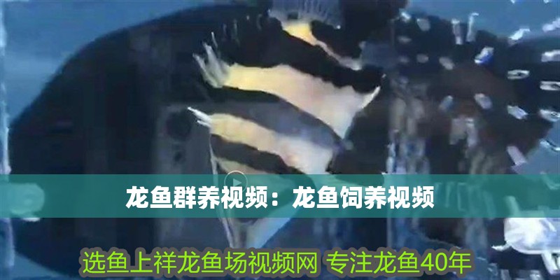 龍魚群養視頻：龍魚飼養視頻