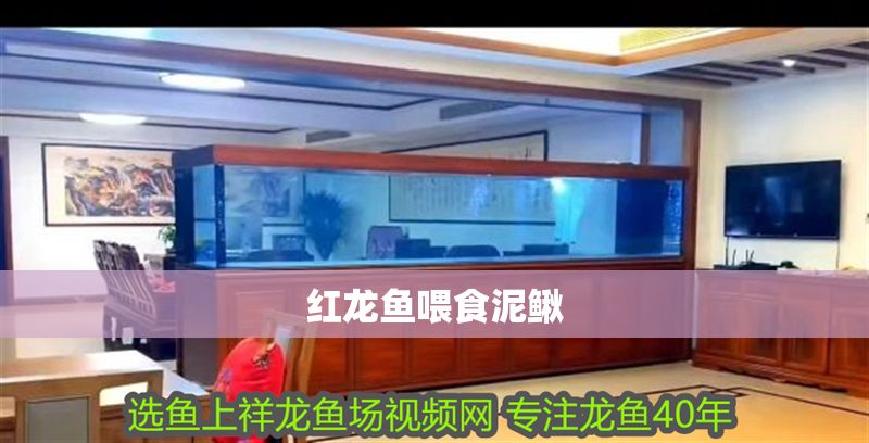 紅龍魚喂食泥鰍 龍魚百科 第1張 紅龍魚喂食泥鰍 紅龍魚喂食泥鰍 龍魚百科 第1張