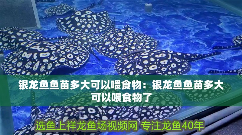 銀龍魚魚苗多大可以喂食物：銀龍魚魚苗多大可以喂食物了