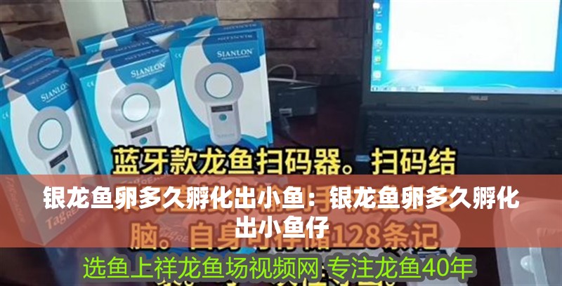 銀龍魚(yú)卵多久孵化出小魚(yú)：銀龍魚(yú)卵多久孵化出小魚(yú)仔 銀龍魚(yú)卵多久孵化出小魚(yú)：銀龍魚(yú)卵多久孵化出小魚(yú)仔 水族問(wèn)答