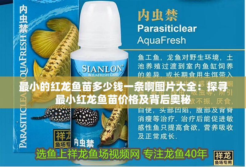 最小的紅龍魚苗多少錢一條啊圖片大全：探尋最小紅龍魚苗價格及背后奧秘