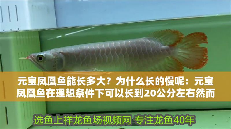 元寶鳳凰魚能長多大？為什么長的慢呢：元寶鳳凰魚在理想條件下可以長到20公分左右然而