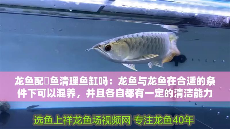 龍魚配魟魚清理魚缸嗎：龍魚與龍魚在合適的條件下可以混養，并且各自都有一定的清潔能力
