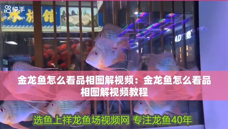 金龍魚怎么看品相圖解視頻：金龍魚怎么看品相圖解視頻教程