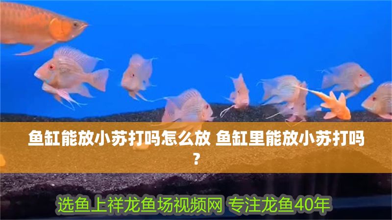 魚缸能放小蘇打嗎怎么放 魚缸里能放小蘇打嗎?