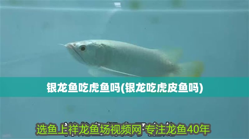 銀龍魚吃虎魚嗎(銀龍吃虎皮魚嗎)