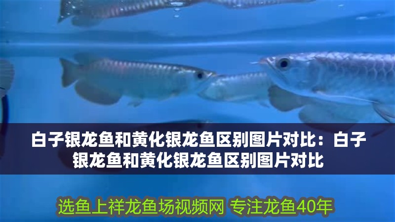 白子銀龍魚和黃化銀龍魚區別圖片對比：白子銀龍魚和黃化銀龍魚區別圖片對比
