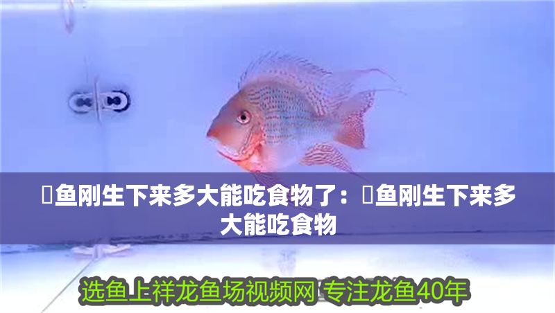 魟魚剛生下來多大能吃食物了：魟魚剛生下來多大能吃食物