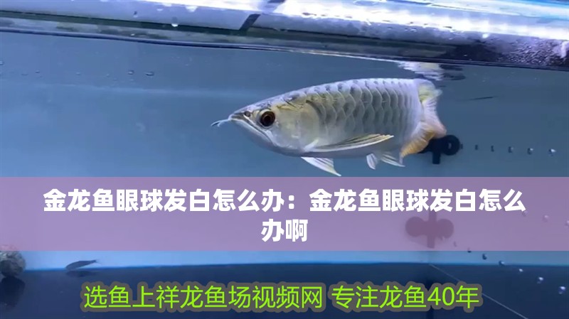 金龍魚眼球發白怎么辦：金龍魚眼球發白怎么辦啊