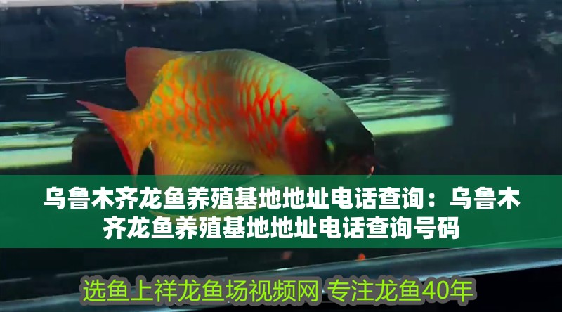 烏魯木齊龍魚養殖基地地址電話查詢：烏魯木齊龍魚養殖基地地址電話查詢號碼