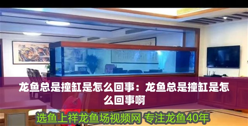 龍魚總是撞缸是怎么回事：龍魚總是撞缸是怎么回事啊