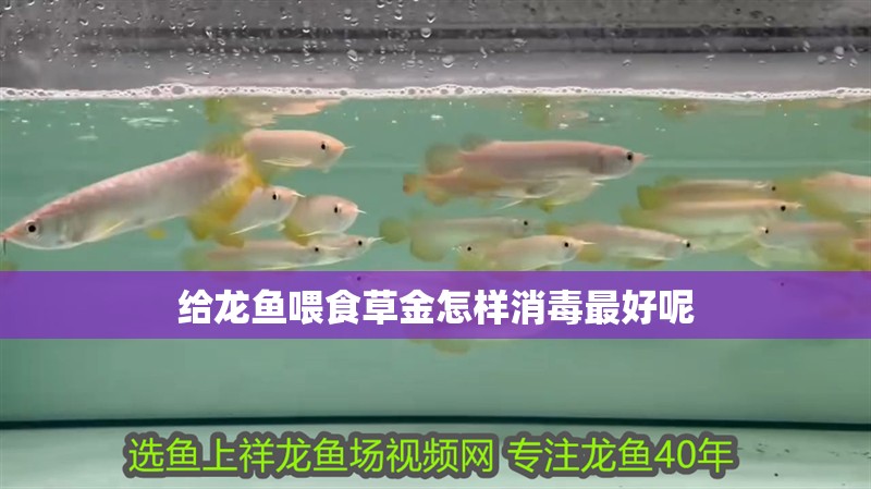 給龍魚喂食草金怎樣消毒最好呢