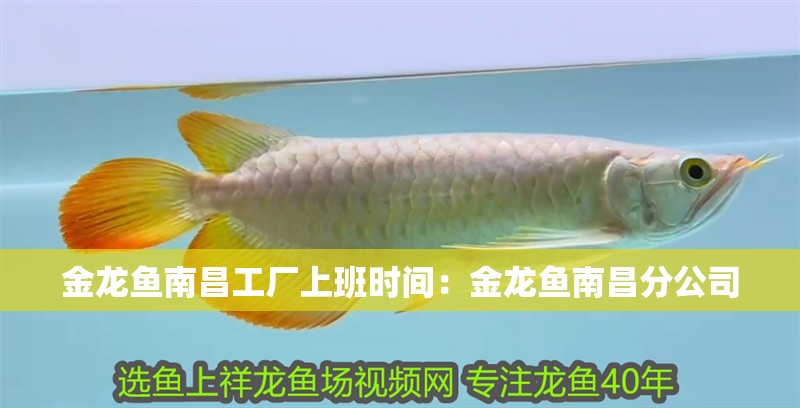 金龍魚南昌工廠上班時間:金龍魚南昌分公司 水族問答 金龍魚南昌工廠上班時間:金龍魚南昌分公司 金龍魚南昌工廠上班時間:金龍魚南昌分公司 水族問答