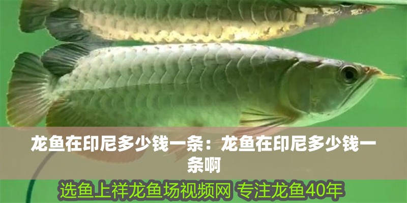 龍魚在印尼多少錢一條：龍魚在印尼多少錢一條啊 龍魚在印尼多少錢一條：龍魚在印尼多少錢一條啊 水族問答