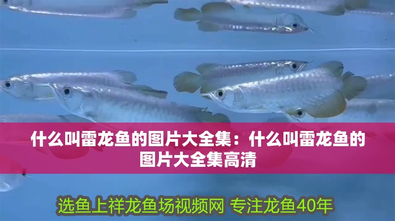 什么叫雷龍魚的圖片大全集：什么叫雷龍魚的圖片大全集高清