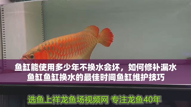 魚缸能使用多少年不換水會(huì)壞，如何修補(bǔ)漏水魚缸魚缸換水的最佳時(shí)間魚缸維護(hù)技巧