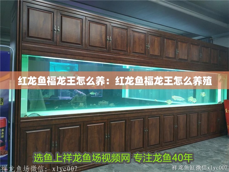 紅龍魚福龍王怎么養(yǎng)：紅龍魚福龍王怎么養(yǎng)殖 紅龍魚福龍王怎么養(yǎng)：紅龍魚福龍王怎么養(yǎng)殖 水族問(wèn)答