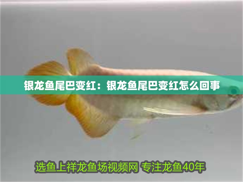 銀龍魚尾巴變紅：銀龍魚尾巴變紅怎么回事