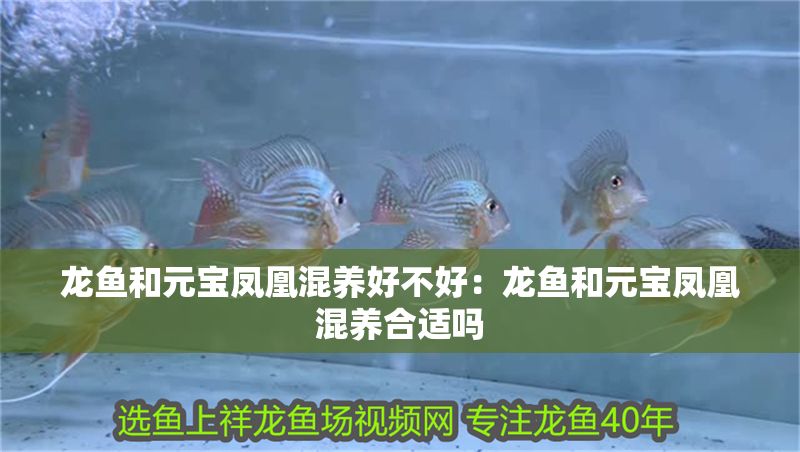 龍魚和元寶鳳凰混養好不好：龍魚和元寶鳳凰混養合適嗎