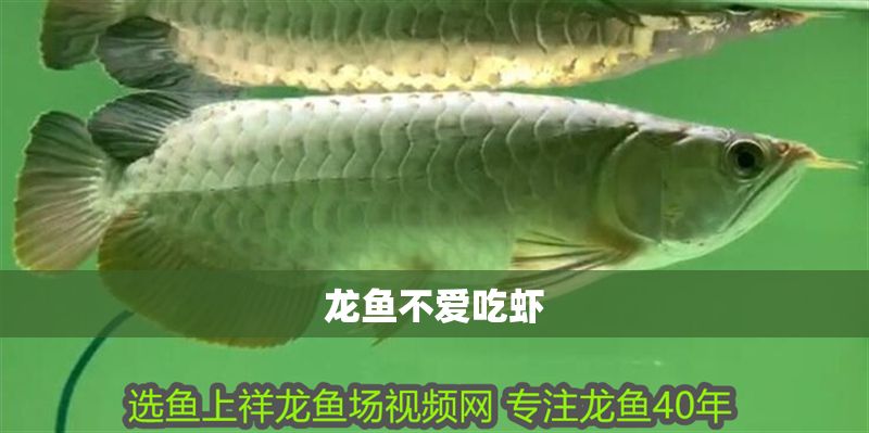 龍魚不愛吃蝦 龍魚百科 第2張 龍魚不愛吃蝦 龍魚不愛吃蝦 龍魚百科 第2張