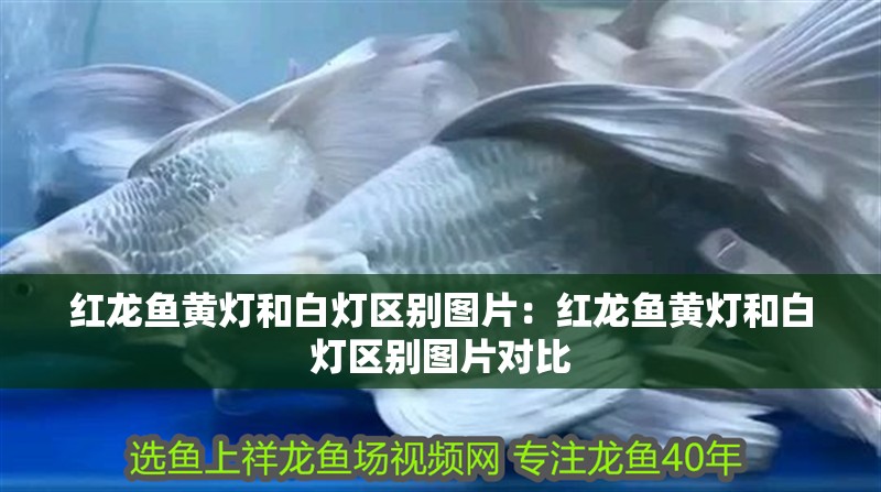 紅龍魚黃燈和白燈區別圖片：紅龍魚黃燈和白燈區別圖片對比
