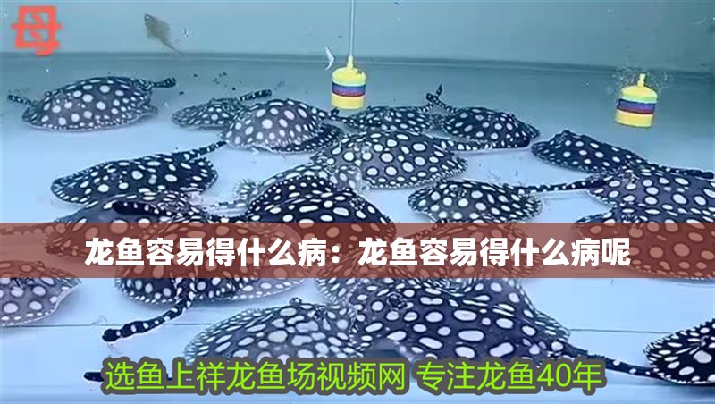 龍魚容易得什么?。糊堲~容易得什么病呢