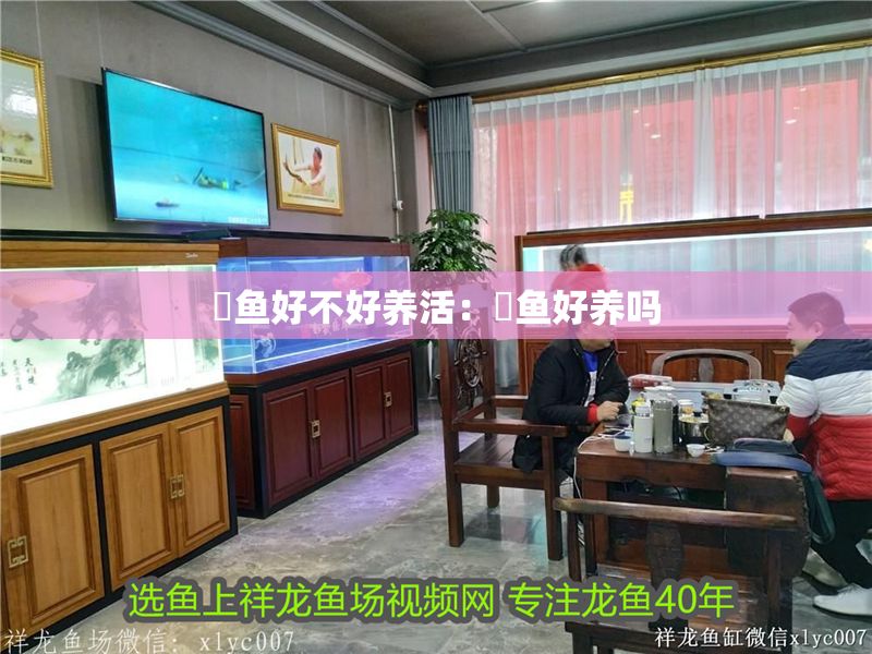 魟魚好不好養活：魟魚好養嗎