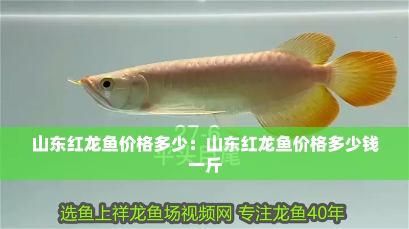 山東紅龍魚價格多少：山東紅龍魚價格多少錢一斤